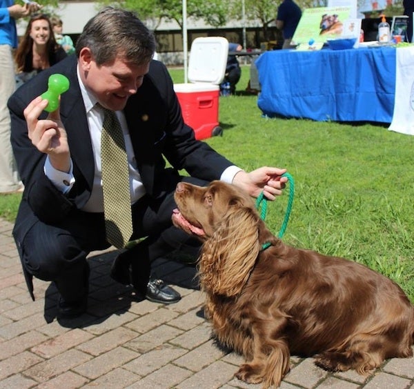 North Carolina state senator Mike Woodard gets to know Sussex Spaniel Duncan at the "Canines at the Capitol" event in Raleigh earlier this year.