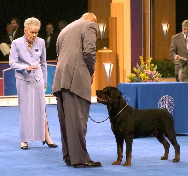 Jane Forsyth judges Rottweiler at 2005 AKC/Eukanuba National Championship dog show