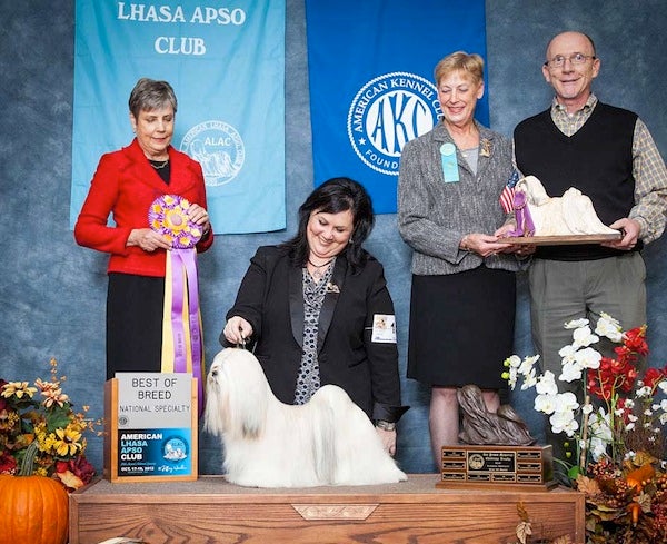Tia McLaughlin winning 2012 Lhasa Apso national specialty dog show