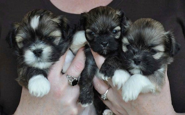 Tia McLaughlin Lhasa puppies